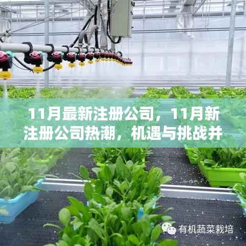 11月新注册公司热潮，机遇与挑战并存
